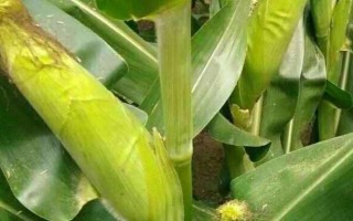 海禾玉16號玉米種子特征特性，湘北3月底到4月初為適宜播期