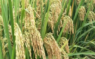 特優(yōu)130水稻品種簡介，插植密度23厘米×23厘米