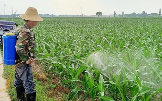 怎么防治玉米的蟲害，輪作倒茬、清潔田園可減少初侵染源