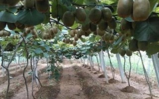 獼猴桃著色不佳的解決方法，需加強(qiáng)秋剪、適時(shí)采果等