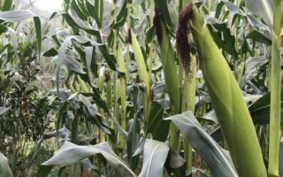 中農(nóng)甜2號玉米種子特征特性，適宜播種期5月初至6月中旬