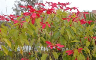 一品紅能不能放室內(nèi)，不建議在室內(nèi)養(yǎng)殖