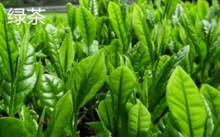 茶葉的產(chǎn)地，不同產(chǎn)區(qū)產(chǎn)的茶葉不同