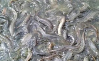 怎么快速培育泥鰍苗種，投放前要蓄水施肥、放苗后要提供充足的食物
