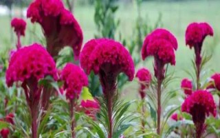 雞冠花有哪些品種，常見種類有鳳尾雞冠花、多頭雞冠花、瓔珞雞冠花