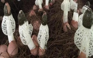 目前我國(guó)人工栽培的食用菌有幾種，大概種植100種、有50多種可形成商品