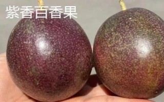常見的百香果品種介紹，主產(chǎn)地區(qū)不一