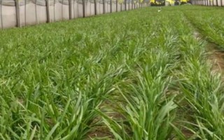 韭菜的種植技術(shù)，土壤解凍后到秋分可隨時播種