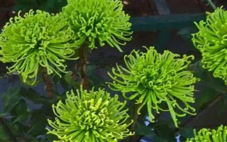 什么水草好養(yǎng)，常見(jiàn)的有綠菊、大寶塔、水蘭等