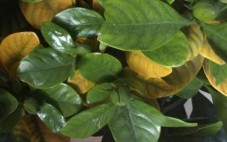 梔子花葉子發(fā)黃怎么辦，找準(zhǔn)原因?qū)ΠY治療