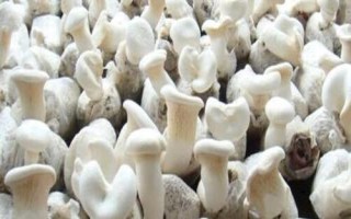 新疆阿勒泰地區(qū)的特產(chǎn)，喀納斯蜜瓜被譽為“阿山一絕”