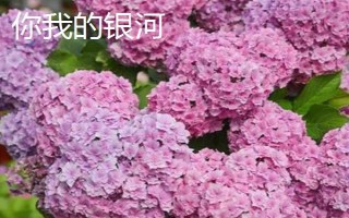 新老枝開花的繡球種類，常見的有無盡夏、佳澄等
