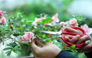 杜鵑花怎么修剪能開花爆盆，要在植株花期結(jié)束后進(jìn)行