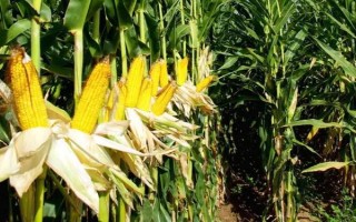金盛1號玉米種子介紹，種植密度不宜過大