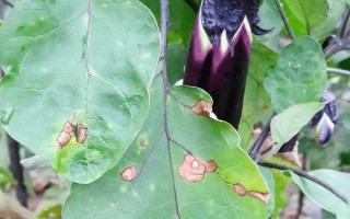 茄子有哪些病蟲害，常見的有褐紋病、疫病、炭疽病等