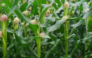 豐禾2001玉米品種的特性，種植密度不宜過(guò)大