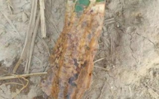 火龍果出現(xiàn)根腐病的原因，過(guò)度澆水或受到機(jī)械損傷均容易發(fā)病