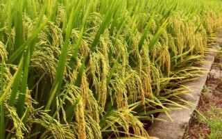 東富301水稻種子特征特性，該品種主莖11片葉