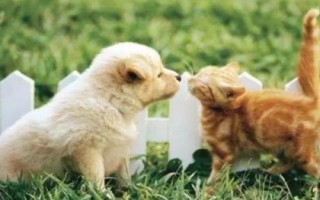 犬貓喉炎的主要表現(xiàn)，以劇烈咳嗽、喉部腫脹等為主要特征