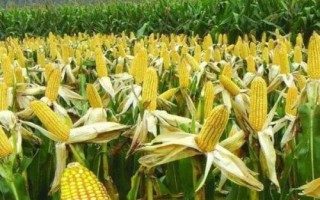 恒豐728玉米品種的特性，適應區(qū)4月下旬至5月上旬播種