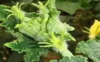 黃瓜打頂后還會(huì)結(jié)瓜嗎，打頂后還會(huì)結(jié)黃瓜
