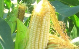 先玉1732玉米種子介紹，適宜播種期4月下旬至5月上旬
