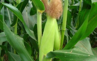 真金3305玉米品種簡介，花期每畝追施尿素10千克