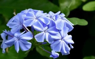 藍雪花修剪后如何養(yǎng)護，將其放置光線柔和的通風環(huán)境中養(yǎng)護