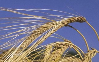 萬豐673小麥種子介紹，適宜播期為10月5日～15日