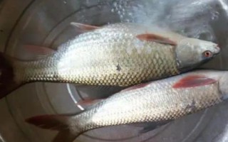 1.2號子線能釣幾斤的魚，3斤至4斤的魚適合釣