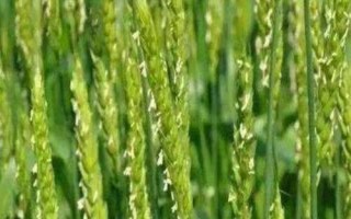 連麥13小麥種子簡介，基本苗適期播種每畝16萬左右