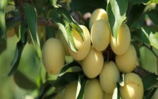 李子樹苗種植技術(shù)，一般在秋季落葉后至春季發(fā)芽前定植