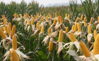 閩甜869玉米品種的特性，密度3000—3200株/畝