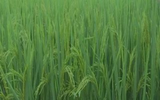 巨優(yōu)3745水稻品種簡(jiǎn)介，中抗白葉枯病