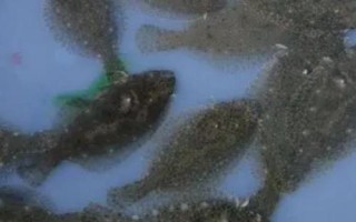 多寶魚的養(yǎng)殖要點(diǎn)，需將養(yǎng)殖用水的鹽度控制在15-35%