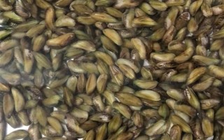 海瓜子怎么養(yǎng)殖，排干水塘再將種苗均勻撒在塘面上