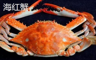 海紅蟹和梭子蟹的區(qū)別，價(jià)格和外形均不同