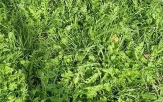 薺菜是哪個季節(jié)的蔬菜，是春秋季節(jié)的蔬菜