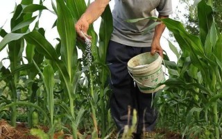 中糯319玉米種子特點，在天津地區(qū)適宜春播種植