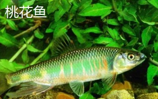桃花魚和馬口魚有什么區(qū)別，魚嘴和魚身均不同