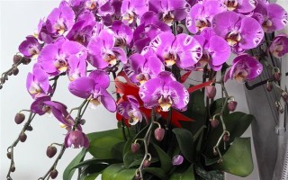 過年養(yǎng)哪些花喜慶，推薦報(bào)春花、蝴蝶蘭等