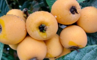 受歡迎的枇杷品種，有大五星枇杷、早鐘六號(hào)枇杷等