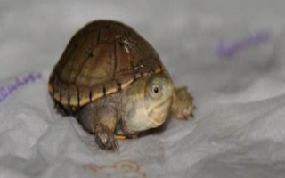 索若拉泥龜好不好養(yǎng)，飼養(yǎng)難度低屬于易養(yǎng)品種