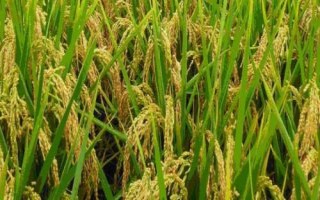興粳21號(hào)水稻品種的特性，粳型常規(guī)水稻品種