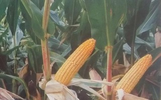 滑豐9號(hào)玉米品種簡(jiǎn)介，高抗莖腐?。?.8%HR）