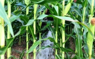 粘玉米的田間管理方法，在4-5片葉時(shí)開始定苗