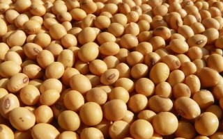祥豐4號(hào)大豆種子特點(diǎn)，適宜播期為6月10～25日