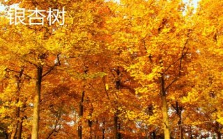 有哪些常見的裸子植物，包括松樹、柏樹、銀杏樹等品種