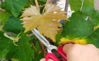 葡萄收獲后什么時(shí)候修剪，最佳時(shí)期在采果后20天左右
