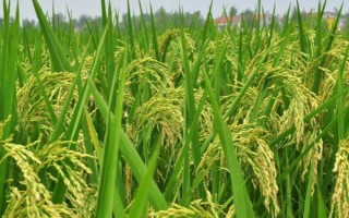 兩優(yōu)9773水稻種子介紹，大田用種量每畝1.5公斤